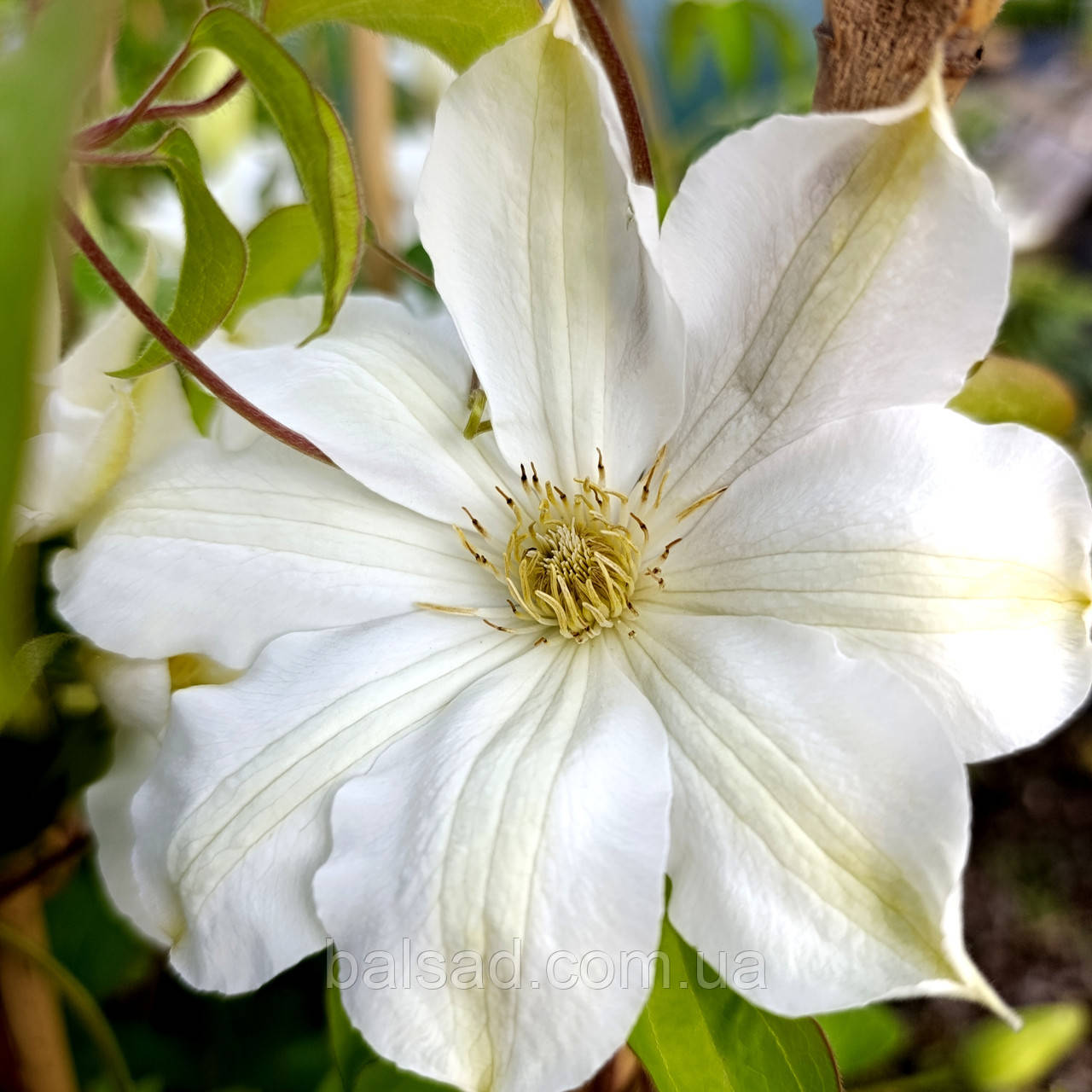 Клематис Галіна Нолл / C2 / 3 роки / Clematis Halina Noll