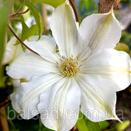 Клематис Галіна Нолл / C2 / 3 роки / Clematis Halina Noll, фото 1