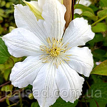 Клематис Галіна Нолл / C2 / 3 роки / Clematis Halina Noll, фото 3