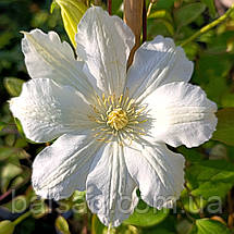 Клематис Галіна Нолл / C2 / 3 роки / Clematis Halina Noll, фото 4