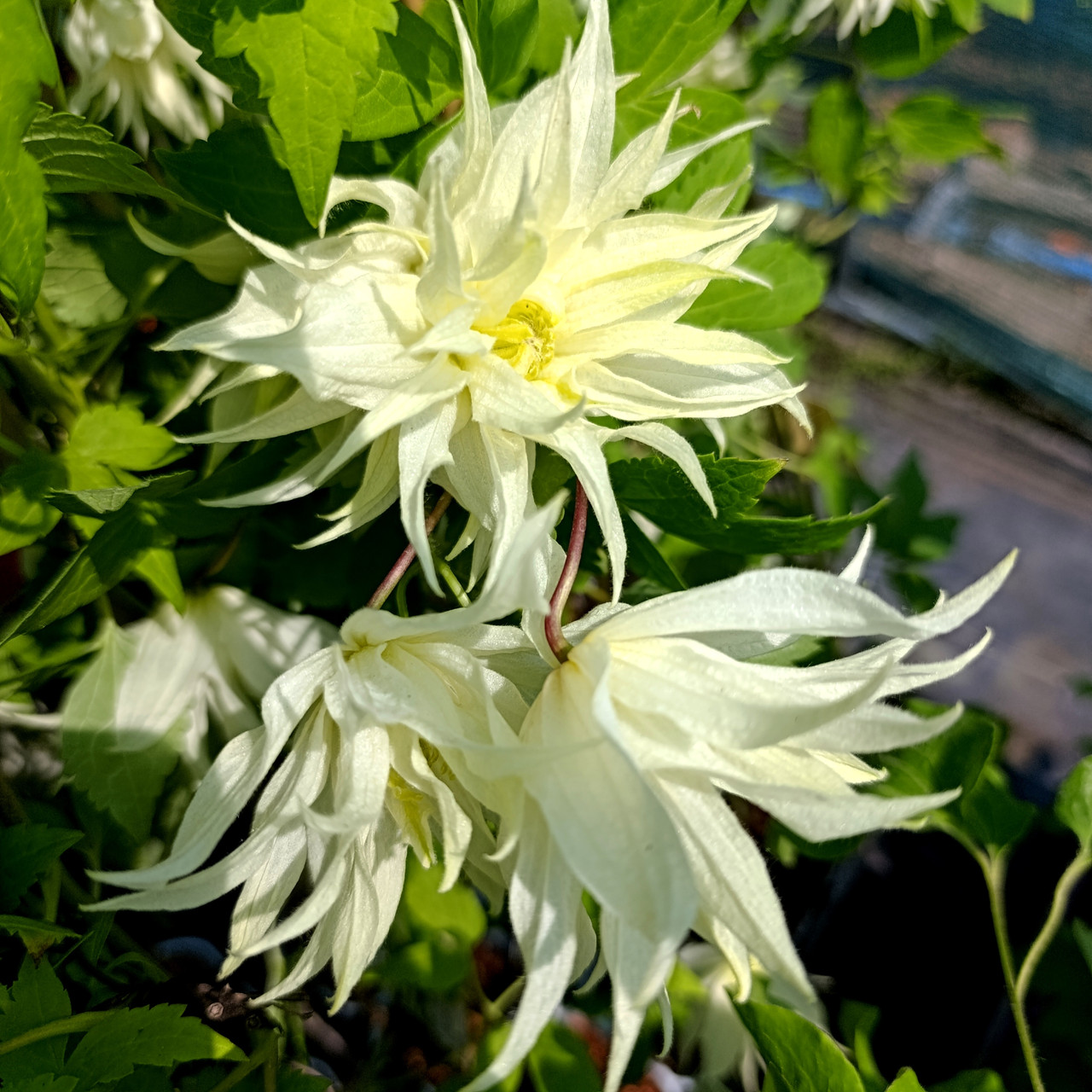 Клематис Лемон Дрім / C2 / 3 роки / Clematis Lemon Dream