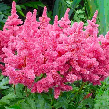 Астільба Anita Pfeifer (Аніта Пфайфер) 3л.