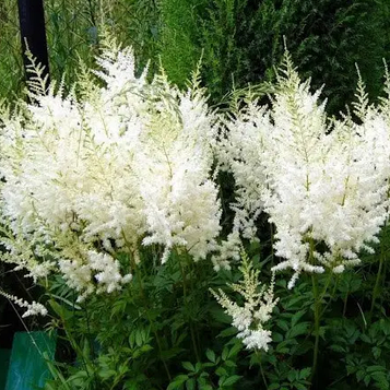 Астільба Браутшлейер (Brautschleier)3л.