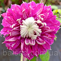 Клематис Кайзер / С2 / 3 роки / h 80-100 / Clematis Kaiser, фото 5