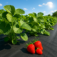 Агроволокно черное 60 г/м² 1,07 х 100м "Shadow" (Чехия) для мульчи, клубники, ландшафта и грядок