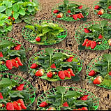 Підставка для полуниці ,кущотримач, фото 5