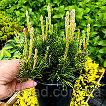 Сосна гірська Пуміліо / Р14 / Pinus mugo Рumilio, фото 5