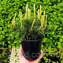 Сосна гірська Пуміліо / Р14 / Pinus mugo Рumilio, фото 6