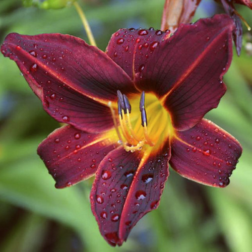 Саджанці Лілейник Блэк Принс (Hemerocallis Black Prince)