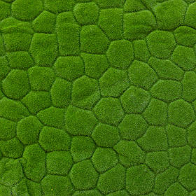 Декоративна панель зі штучного моху, 100*100 см ELISEY