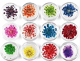 Сухоцвіти для дизайну нігтів 12 кольорів, фото 2