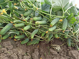 Насіння огірка Дієз F1 ( Rijk Zwaan), поштучно — ранній (40-45 днів), партенокарпік, корнішон, «blue leaf»