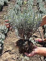 Саджанець 10 шт Лаванда англійська Phenomenal Blue