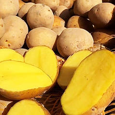 Насіннєва картопля Конкордія, 90–110 днів 2 репродукція
