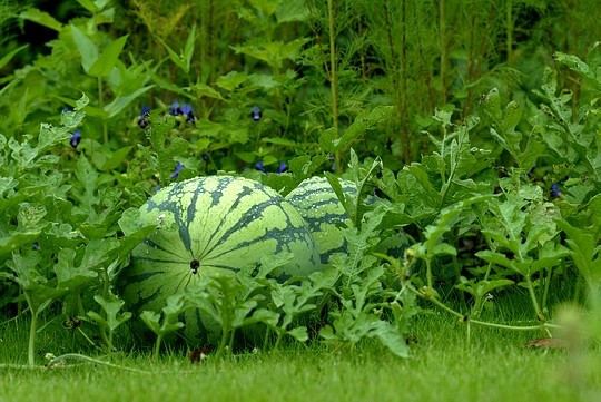 Опис: Watermelon-garden.jpg