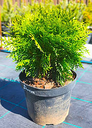 Туя західна Даніка (Danica) саджанець в горщику 3 л