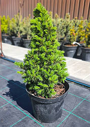 Ялина канадська Коніка (Conica) саджанець в горщику 3 л