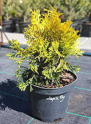 Туя західна Марія Ву (Maria Woo) саджанець в горщику 1.5 л