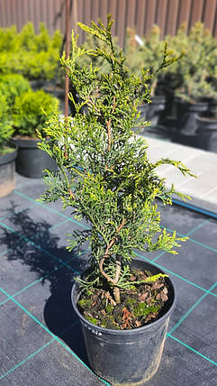 Туя західна Ауреоспіката (Aureospicata) саджанець в горщику 2 л, фото 2