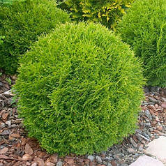 Туя західна Хозері (Hoseri) саджанець в горщику 1.5 л