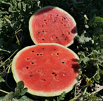 Насіння кавуна Гріззлі (Грізлі) F1 (Innova Seeds), 1 000 насінин — ранній (70-75 днів), типу Кримсон Світ