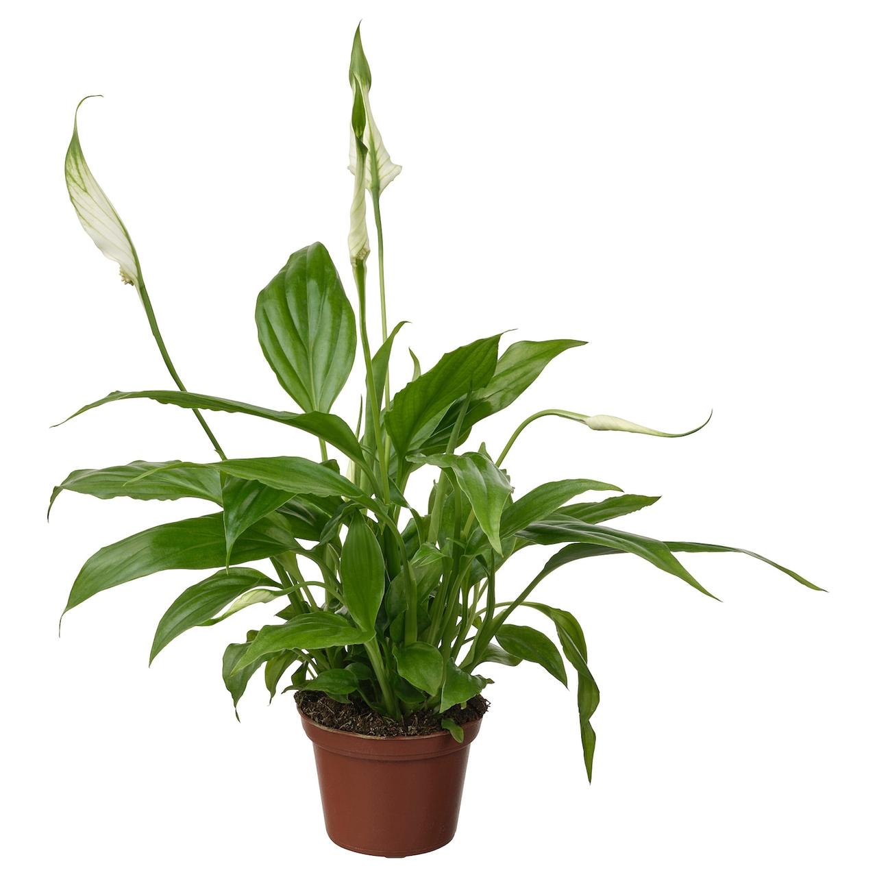 SPATHIPHYLLUM Кімнатна рослина - лілія мирна 6см IKEA 005.986.88, фото 1