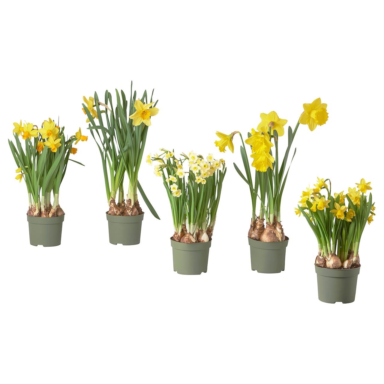 NARCISSUS Кімнатна рослина - різноманітне/нарцис 12см IKEA 005.930.87, фото 1