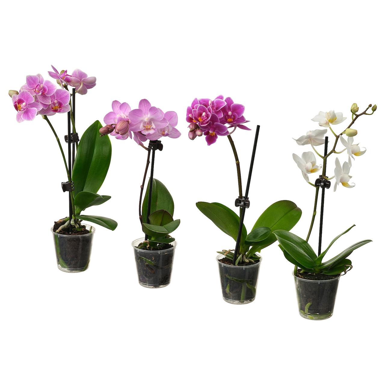 PHALAENOPSIS Кімнатна рослина - Орхідея різних кольорів 6 см IKEA 105.986.78, фото 1