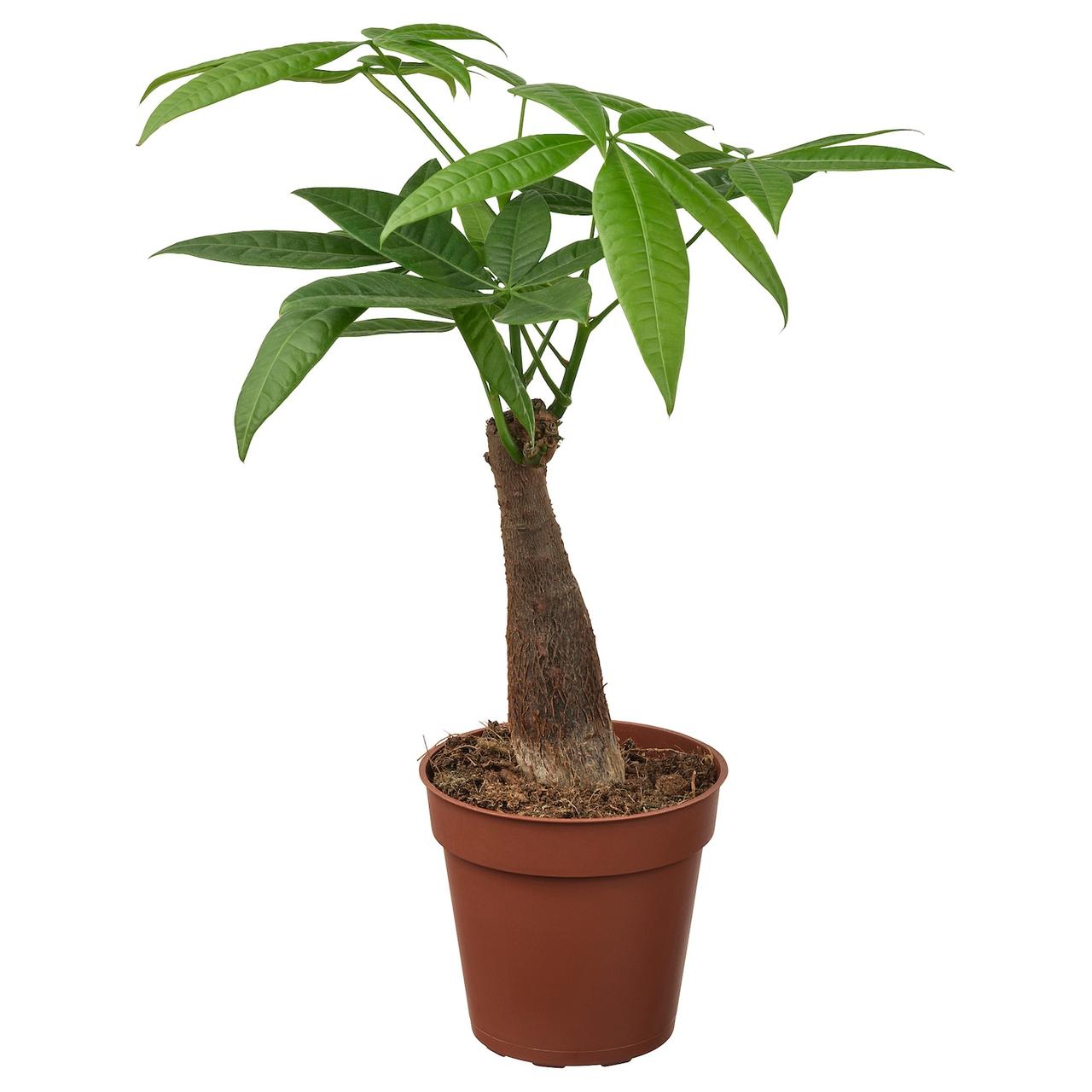 PACHIRA AQUATICA Кімнатна рослина - Pachira Aquatica 9 см IKEA 305.986.96, фото 1