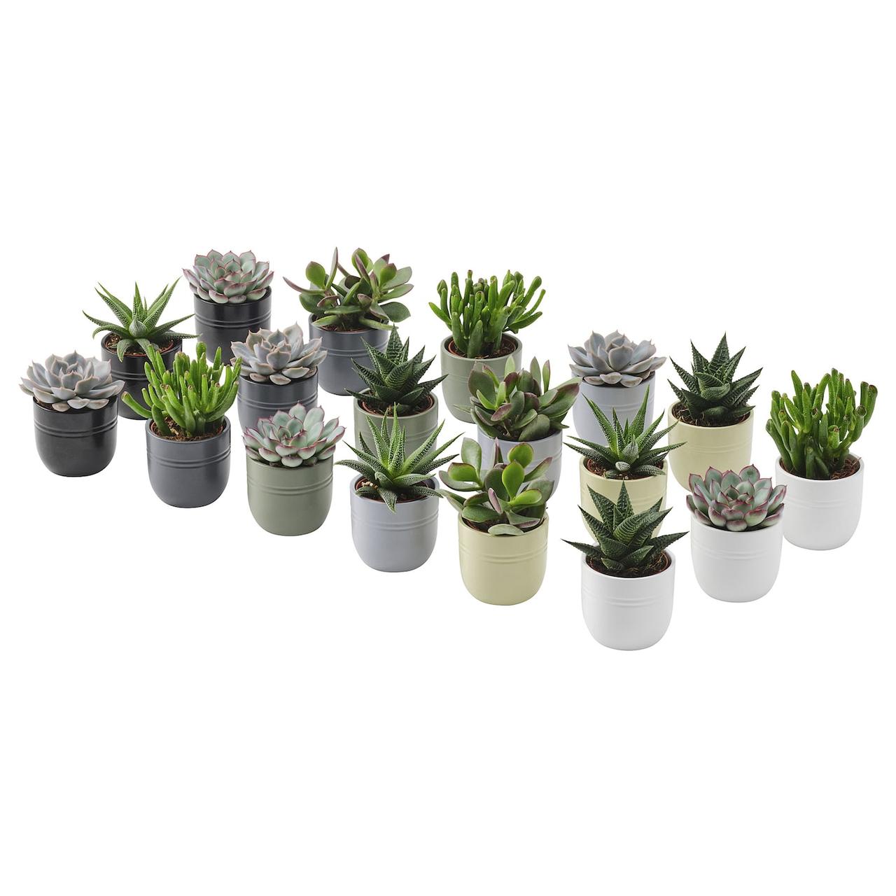 SUCCULENT Рослина з горщиком - Сукулент різних кольорів 6см IKEA 105.986.83, фото 1
