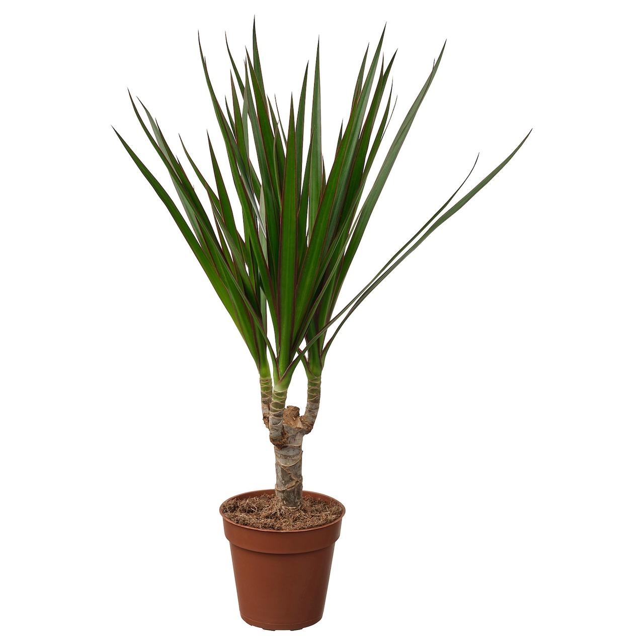 DRACAENA MARGINATA Кімнатна рослина - Драконове дерево 9см IKEA 805.986.89, фото 1