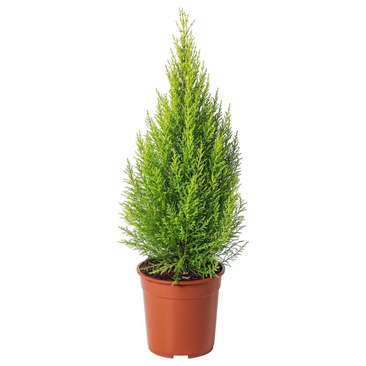 CUPRESSUS MACROCARPA Кімнатна рослина - кипарис 24см IKEA 905.930.83, фото 1