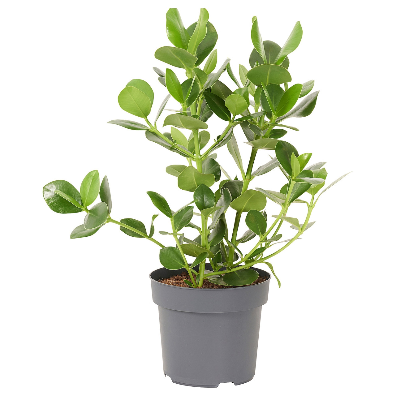 CLUSIA Кімнатна рослина - Pink Clusia 24 см IKEA 005.941.95, фото 1