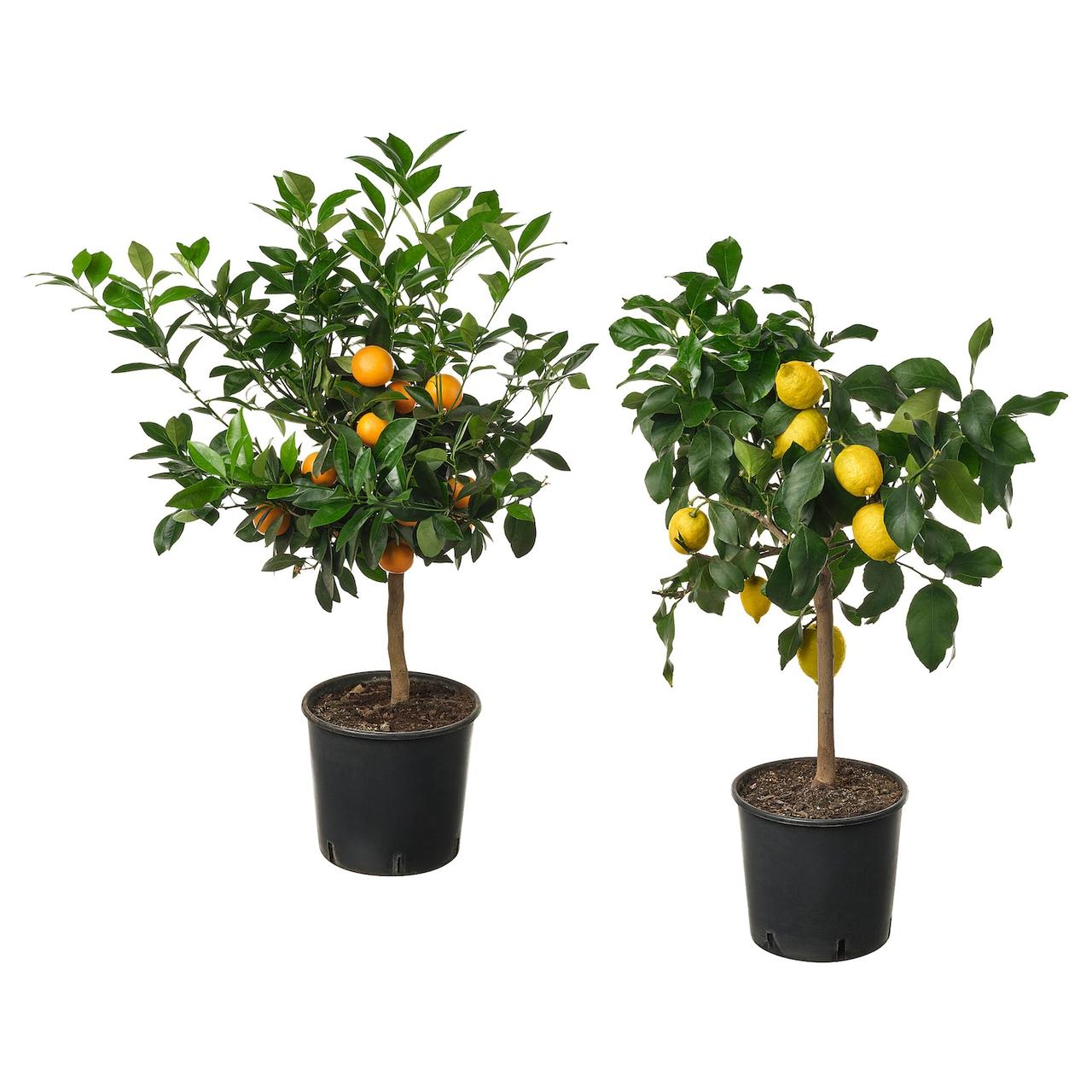 CITRUS Рослина в горщику - різноманітне 19см IKEA 405.935.61, фото 1
