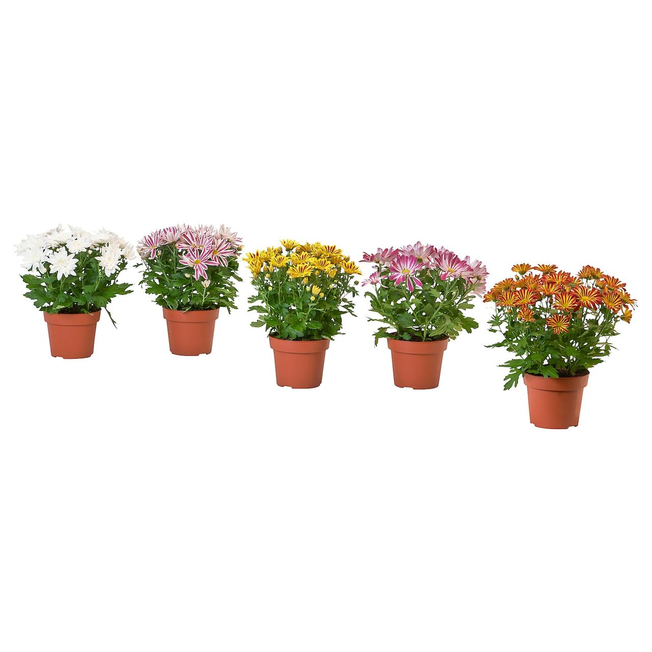 CHRYSANTHEMUM Кімнатна рослина - Хризантеми різних кольорів 15 см IKEA 305.930.81, фото 1
