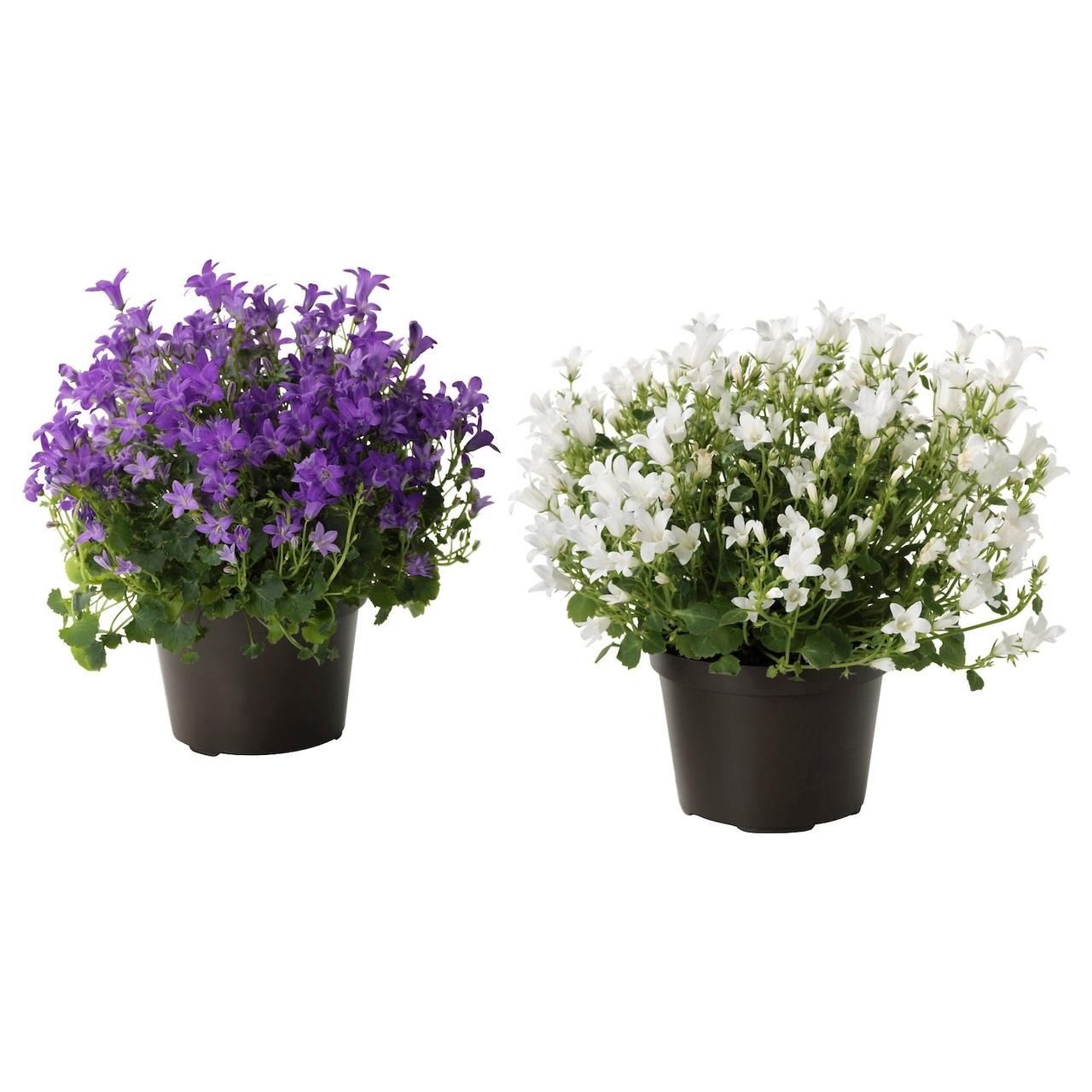 CAMPANULA PORTENSCHLAGIANA Кімнатна рослина - Дзвіночок 10,5см IKEA 705.930.79, фото 1