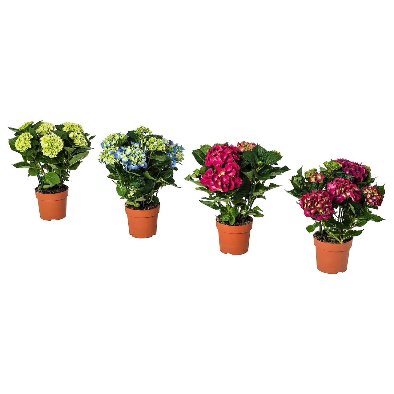 HYDRANGEA Кімнатна рослина - Гортензія різних кольорів 15см IKEA 405.930.85, фото 1