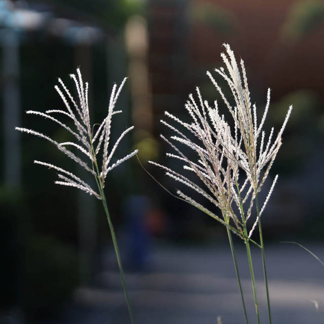 Шығыс ауған порно