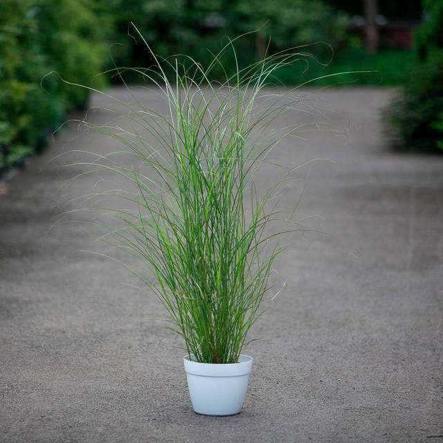 Порно девственный киска