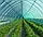Сітка затіняюча 45%*4м*50м Рулон темно-зелена Agrimpex, фото 7
