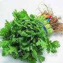 Петрушка Гігантелла