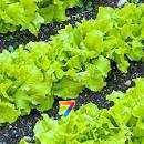 Салат Одеський кучерявець