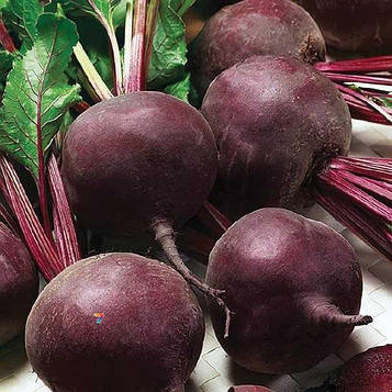 Буряк Детройт