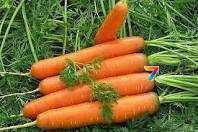 Морква Нантська