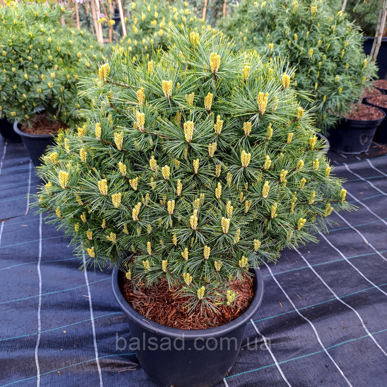Сосна веймутова Mініма / С20 / d 50-60 / Pinus strobus Minima