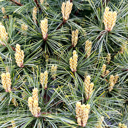 Сосна веймутова Mініма / С20 / d 50-60 / Pinus strobus Minima, фото 3