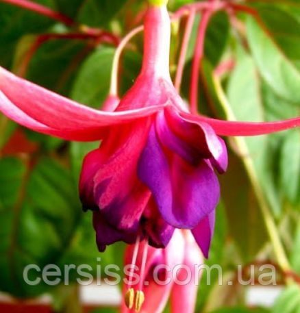 Фуксія махрова Peppermint Stick розсада вкорінений живець Fuchsia Peppermint Stick