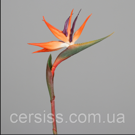 Стрелітція Райський птах екзотична кімнатна рослина Strelitzia