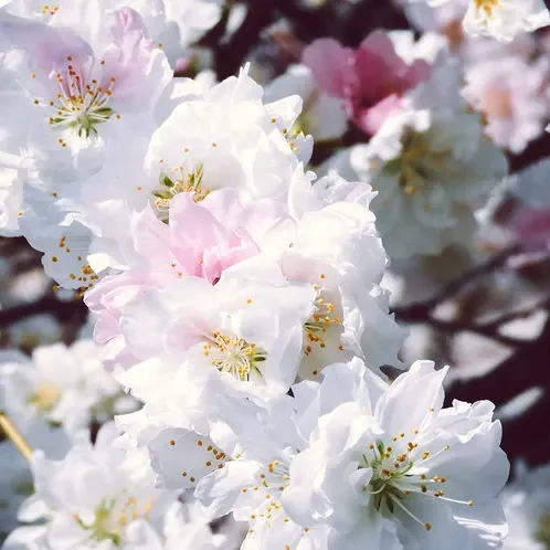 Аромаолія Цвітіння персика (CandleScience White Peach Blossom)