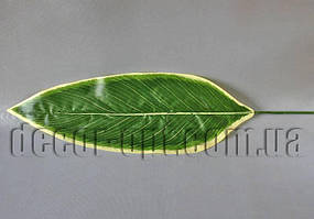 Аркуш Хости зеленувато-салатовий 39х13 см